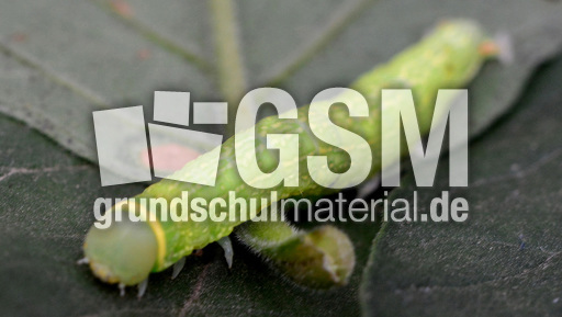 Raupe der Buchen-Kahneule (2).jpg